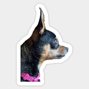 Chihuahua Looking Into the Distance Sticker